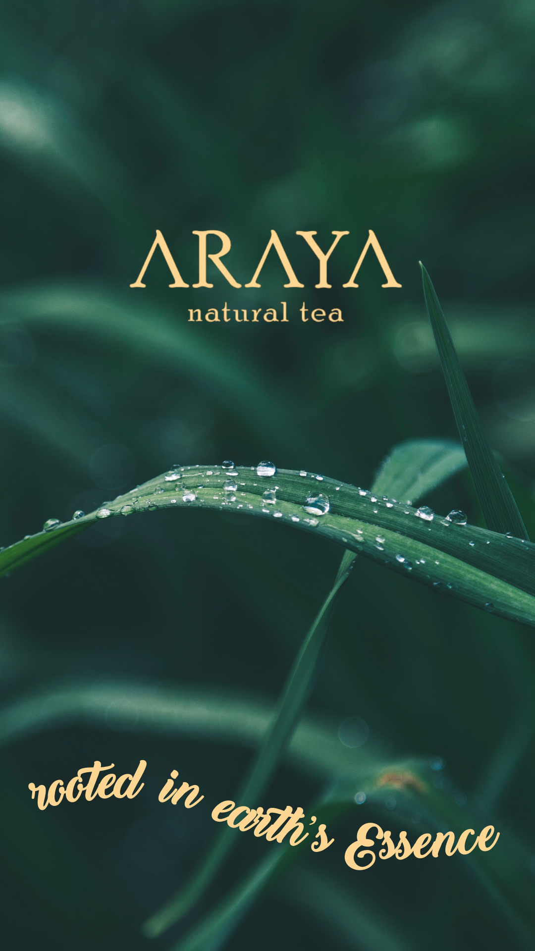 Araya Tea Brand Design